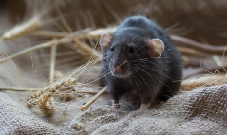 Rodent Control Experts in Garner, NC