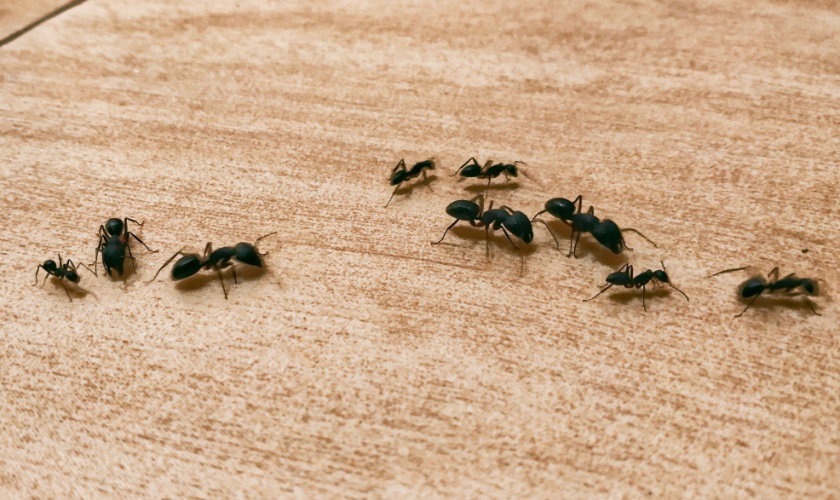Professional Ant Control in Garner, NC: What to Expect