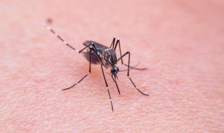 How to Protect Your Garner Home from Mosquitoes