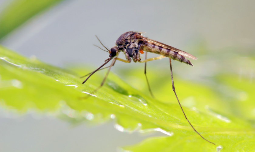 Why Professional Mosquito Treatments Are a Must in Humid NC Summers