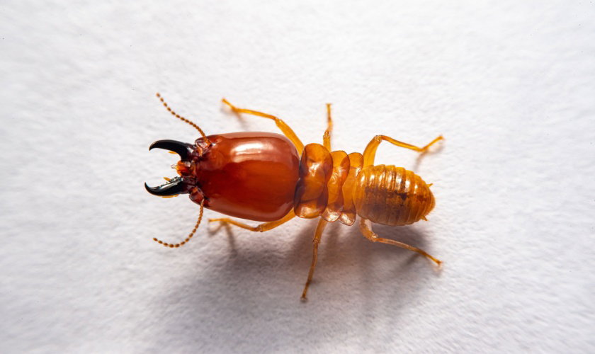 How to Spot Early Signs of a Termite Infestation in North Carolina Homes