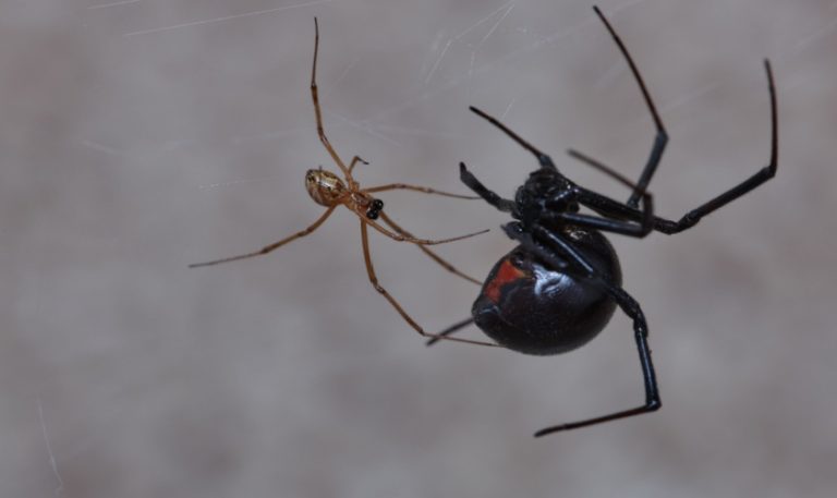 Top 5 Spider Prevention Tips for Raleigh, NC Homes