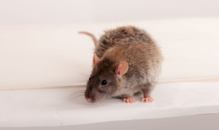 Best Rat & Mouse Control in Garner, NC: Protecting Your Home and Family