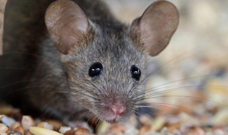 Signs of a Rodent Infestation in Your Garner Home: When to Call a Pro