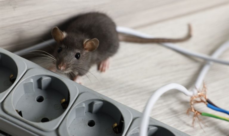 Winter in Raleigh, NC: Why Rodents Move Into Homes During Cold Weather