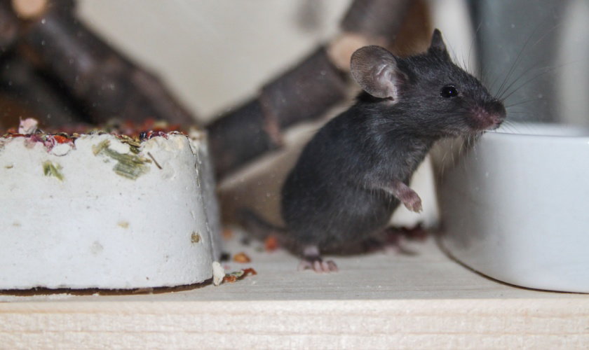 Do You Have Mice in Your Garner, NC Attic or Basement? Here’s What to Do