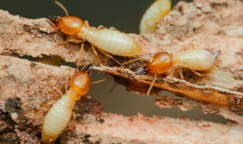 Signs of Termites in Garner Homes: When to Call a Professional Exterminator