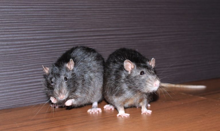 Rodent Control in Garner, NC: How to Get Rid of Rats and Mice Quickly