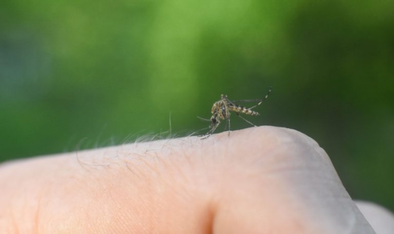 Do DIY Mosquito Sprays Really Work in North Carolina’s Humidity?