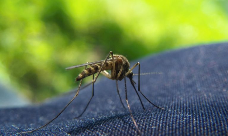 Mosquito Prevention Tips for Raleigh Backyards and Outdoor Living Spaces