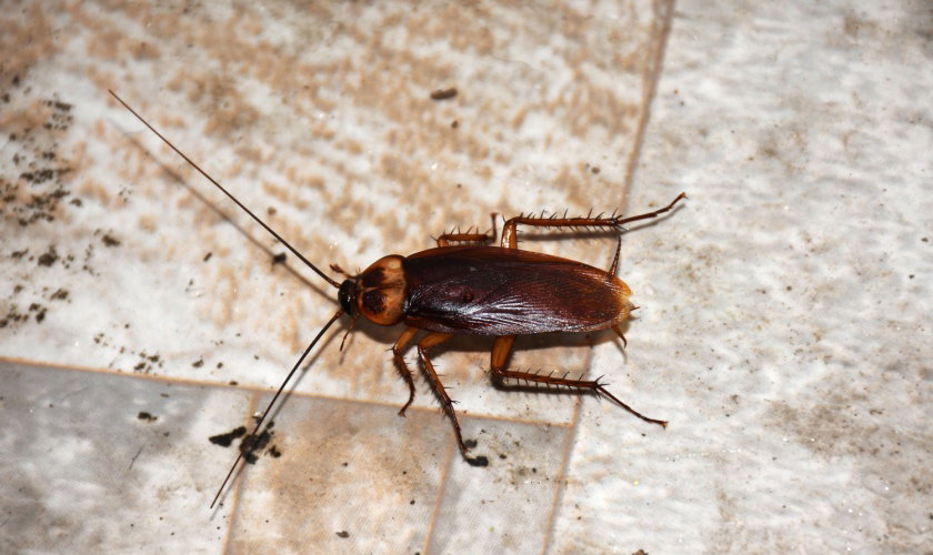 Why Do Bugs Keep Coming Back After I Spray in My Raleigh Home?